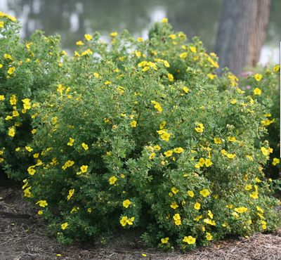 Potentilla