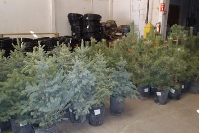 Seedling Tree Sales