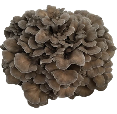 Maitake Mushroom  45 gr Powder Real Mushrooms