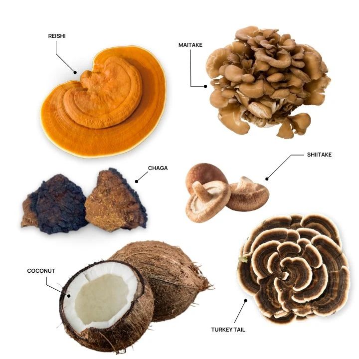 Functional Coconut Creamer -180 gr Powder Real Mushrooms