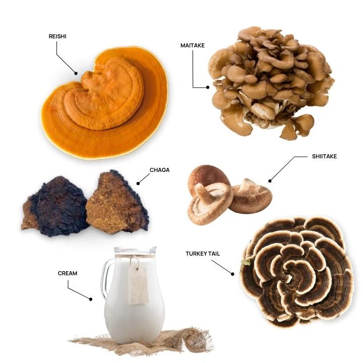 Functional Dairy Creamer Powder -180 gr Powder Real Mushrooms