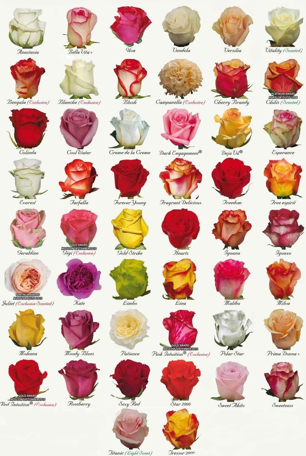 Роза Эквадор Сорта Фото