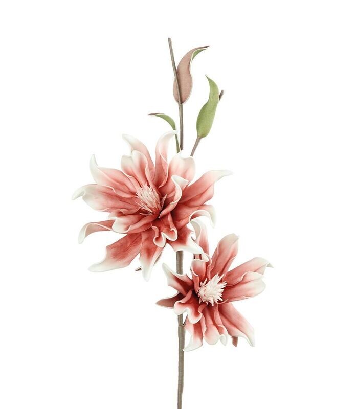 Magnolia Soulangeana Rosa - L'Oca Nera