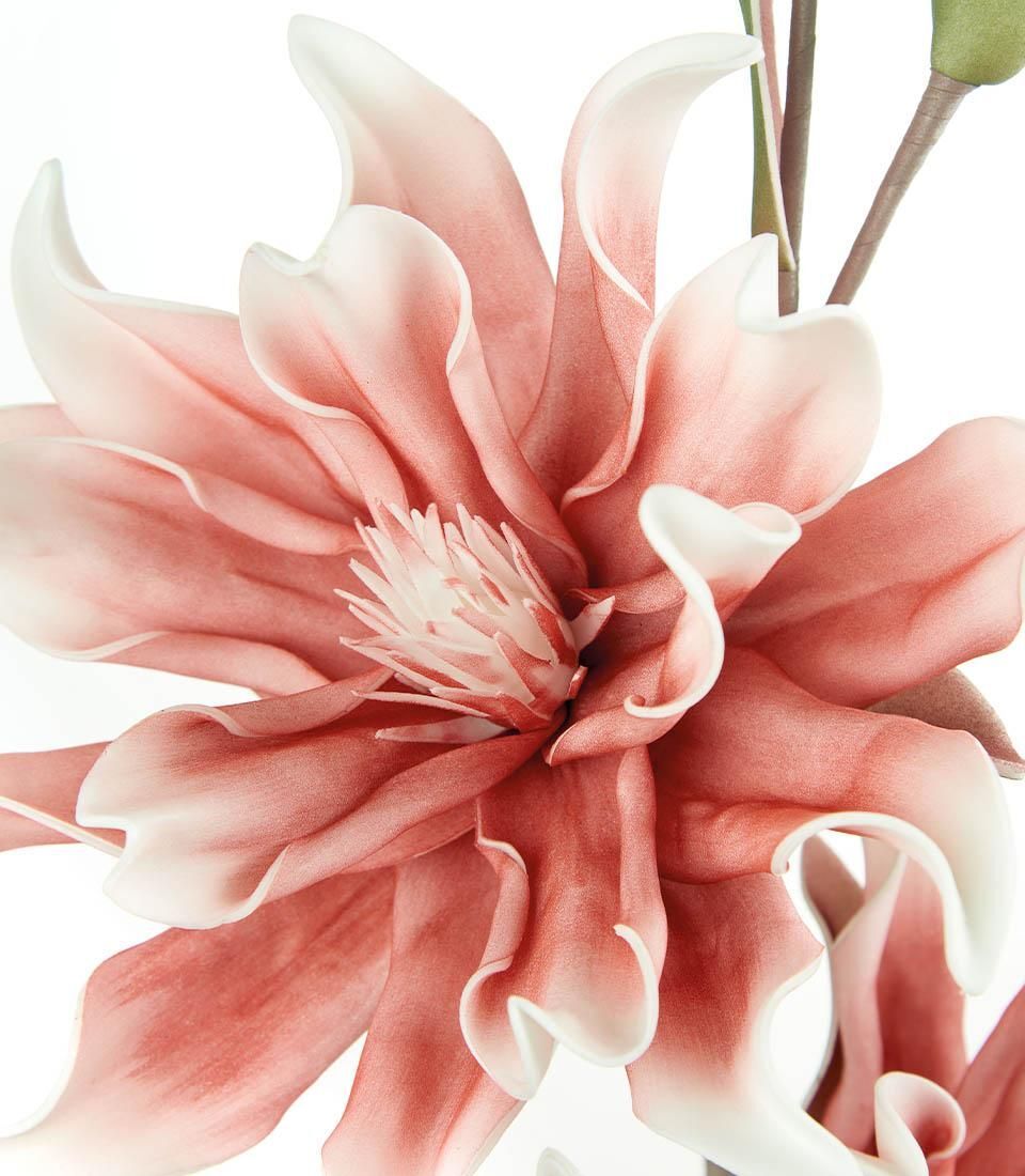 Magnolia Soulangeana Rosa - L'Oca Nera