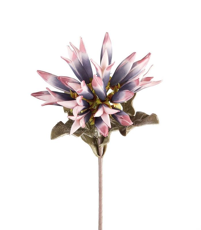 Dalia Viola