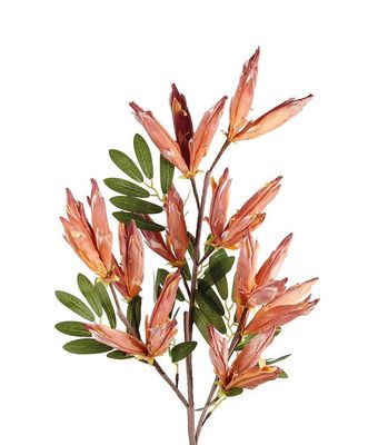 Anigozanthos