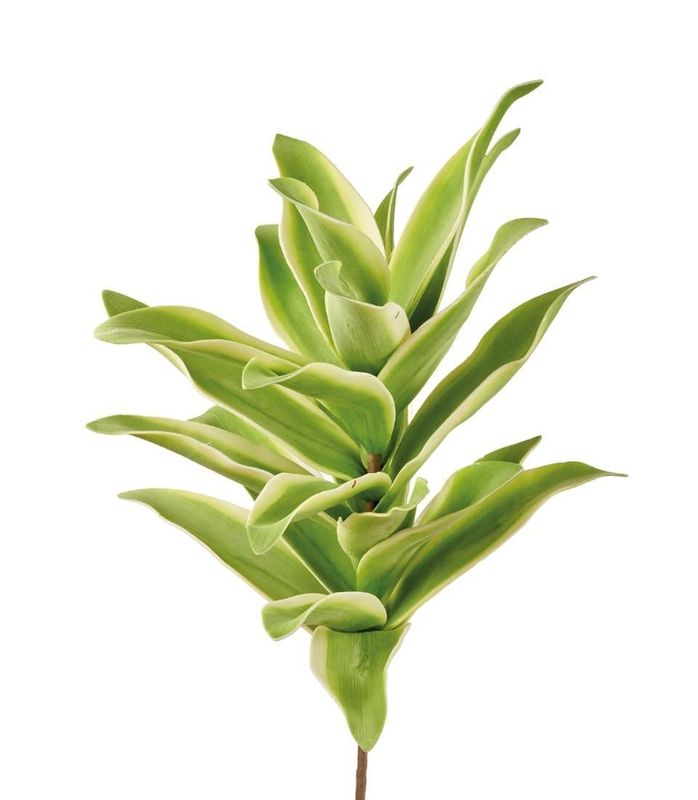 Agave Messicana
