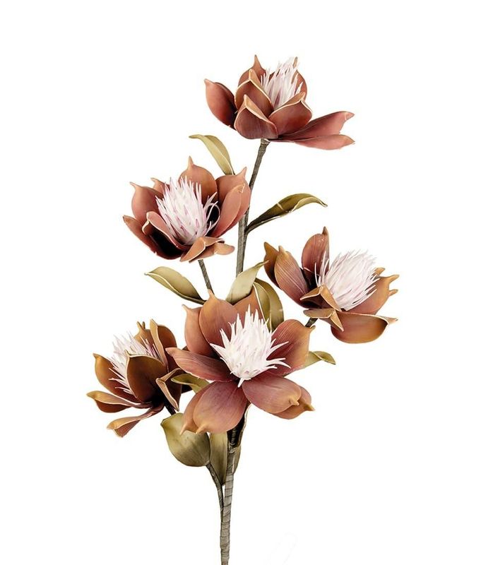 ​Magnolia Liliiflora