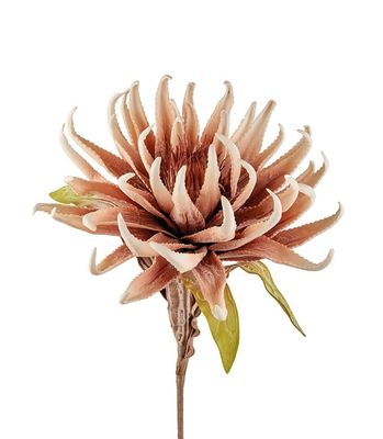 Dragon Claw viola Dragon Claw viola