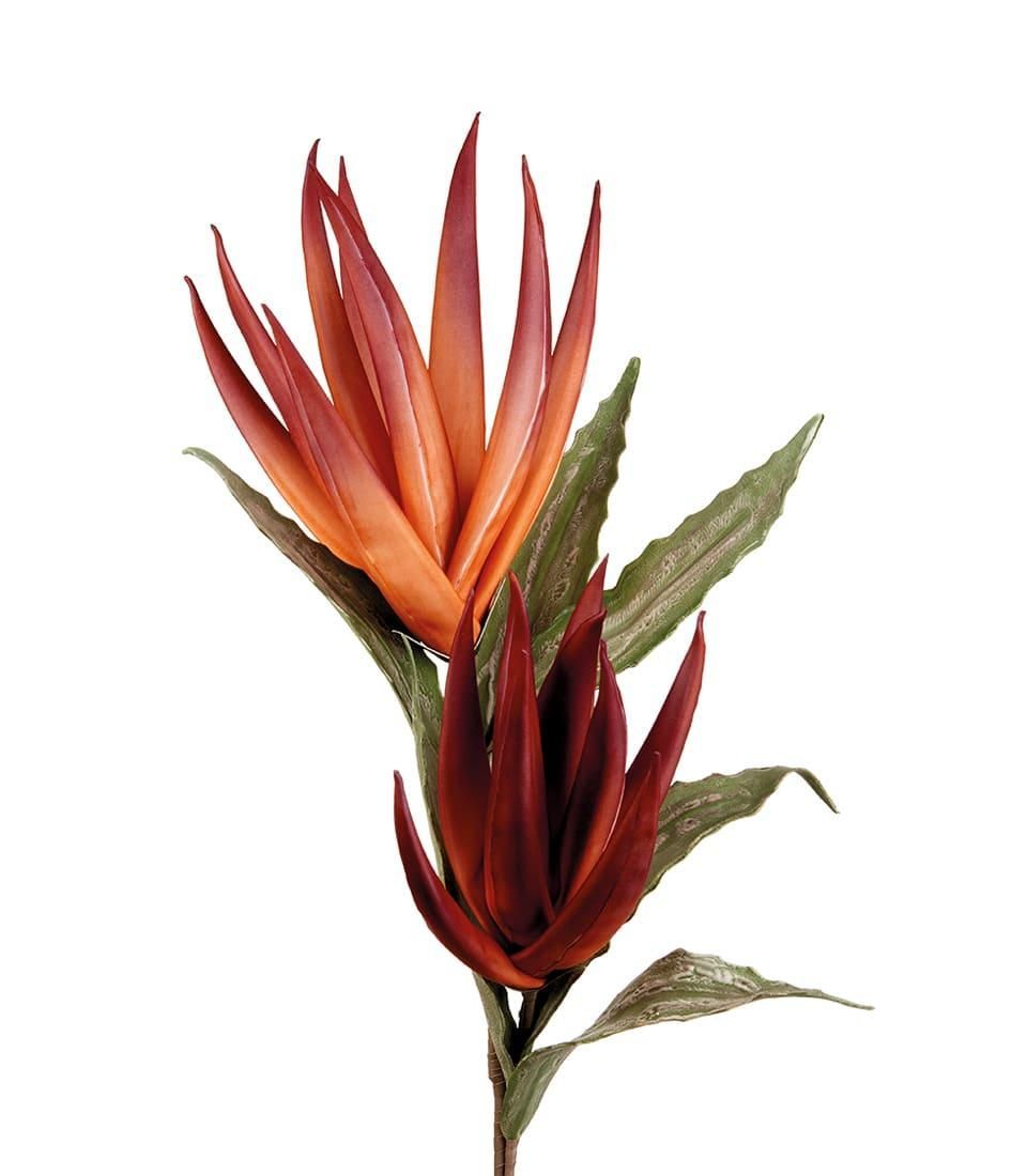 Agave rossa