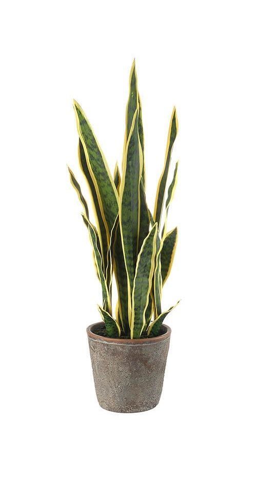 Sanseveria artificiale - L'Oca Nera