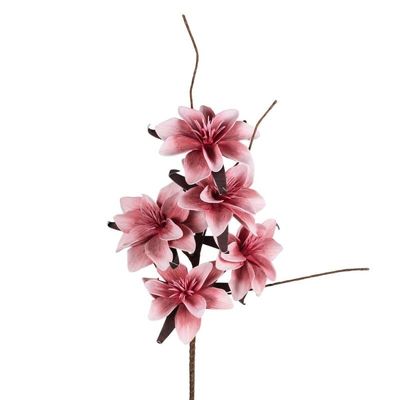 Magnolia Rosa - Henriette