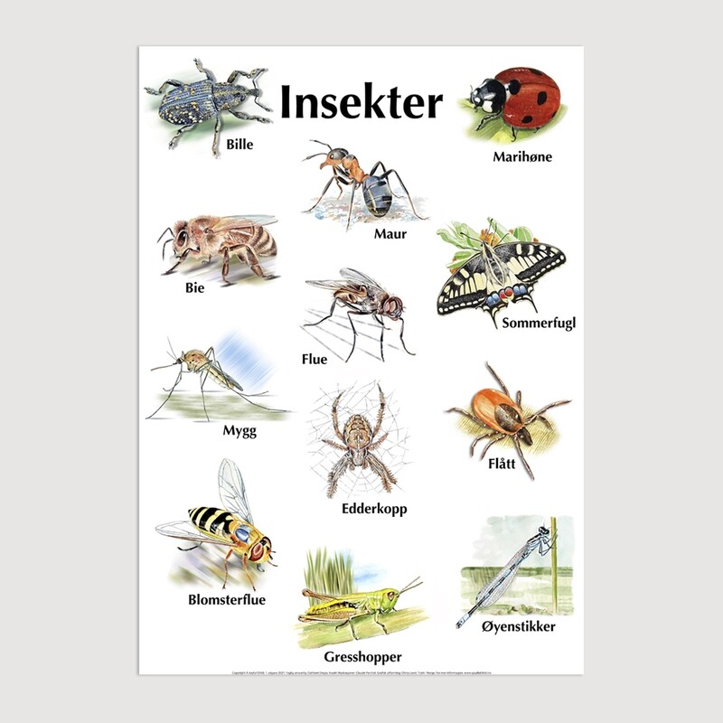 Plakat med bare bilder - Småkryp