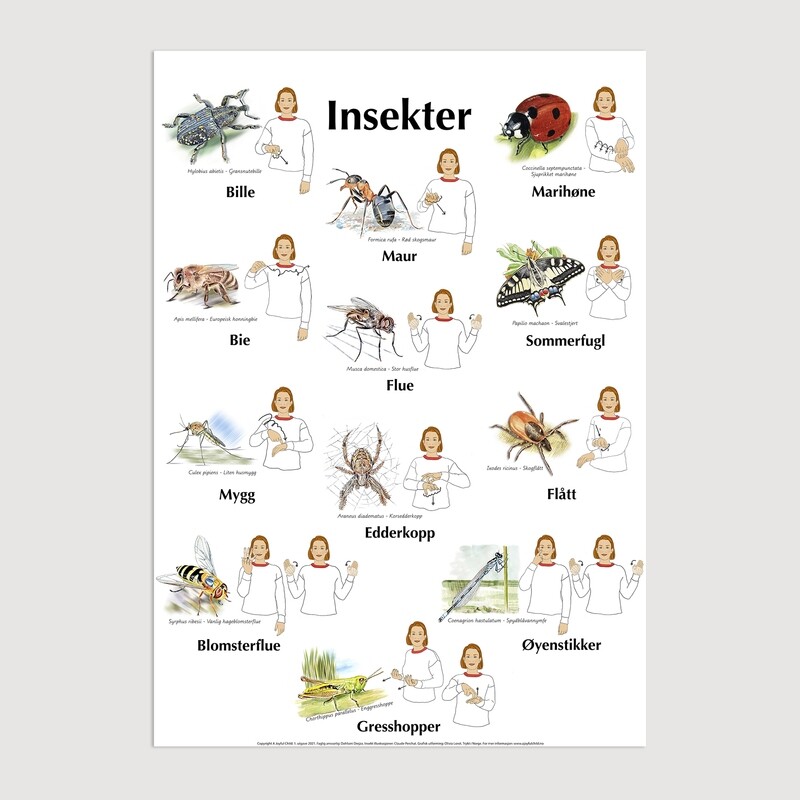 Plakat med bilder &amp; tegn - Småkryp