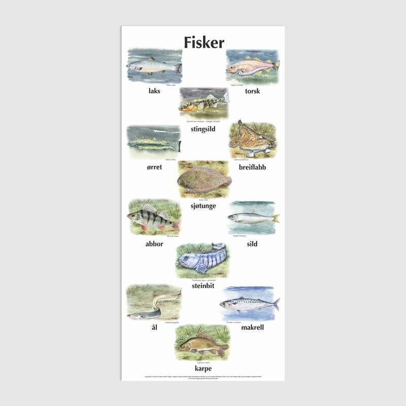 Plakat med bare bilder - Fisk