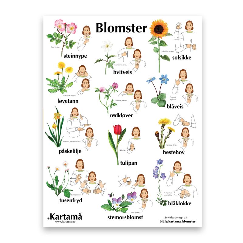 Plakat med bilder &amp; tegn - Blomster
