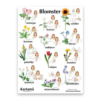 Plakat med bilder & tegn - Blomster