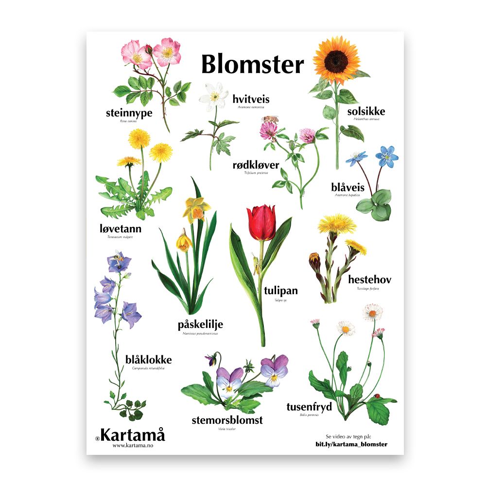 Plakat med bare bilder - Blomster