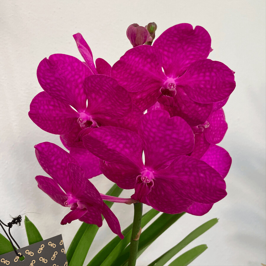 Orchidea Vanda