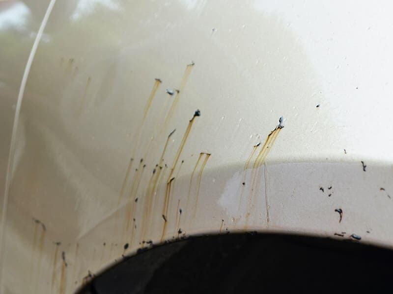 Tar and Glue Remover