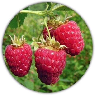 Riesen Himbeere - 50 Samen - Rubus idaeus - Für Mehrjährige Pflanzen - Gesunde und Vitaminreiche Früchte