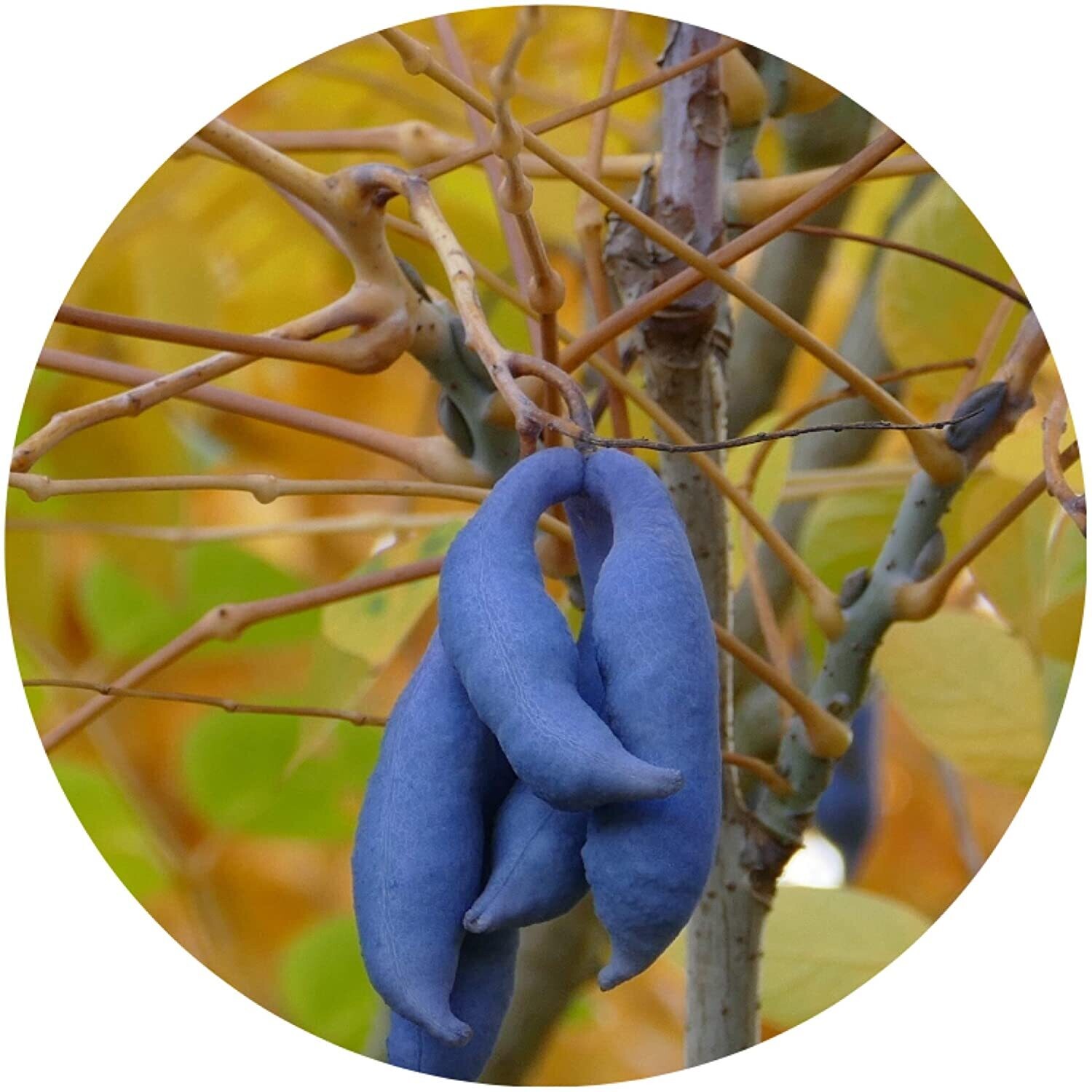 Blaugurkenbaum / Decaisnea fargesii / 10 Samen / Blickfang / Attraktion / blaue Gurken