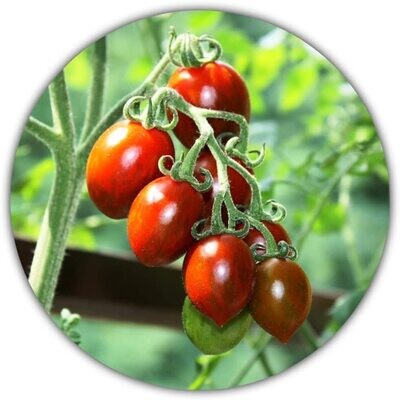 Mexikanische Honigtomate (Miel du Mexique) / 20 Samen/Ertragreiche und Pflegeleichte Sorte/Süße Tomaten
