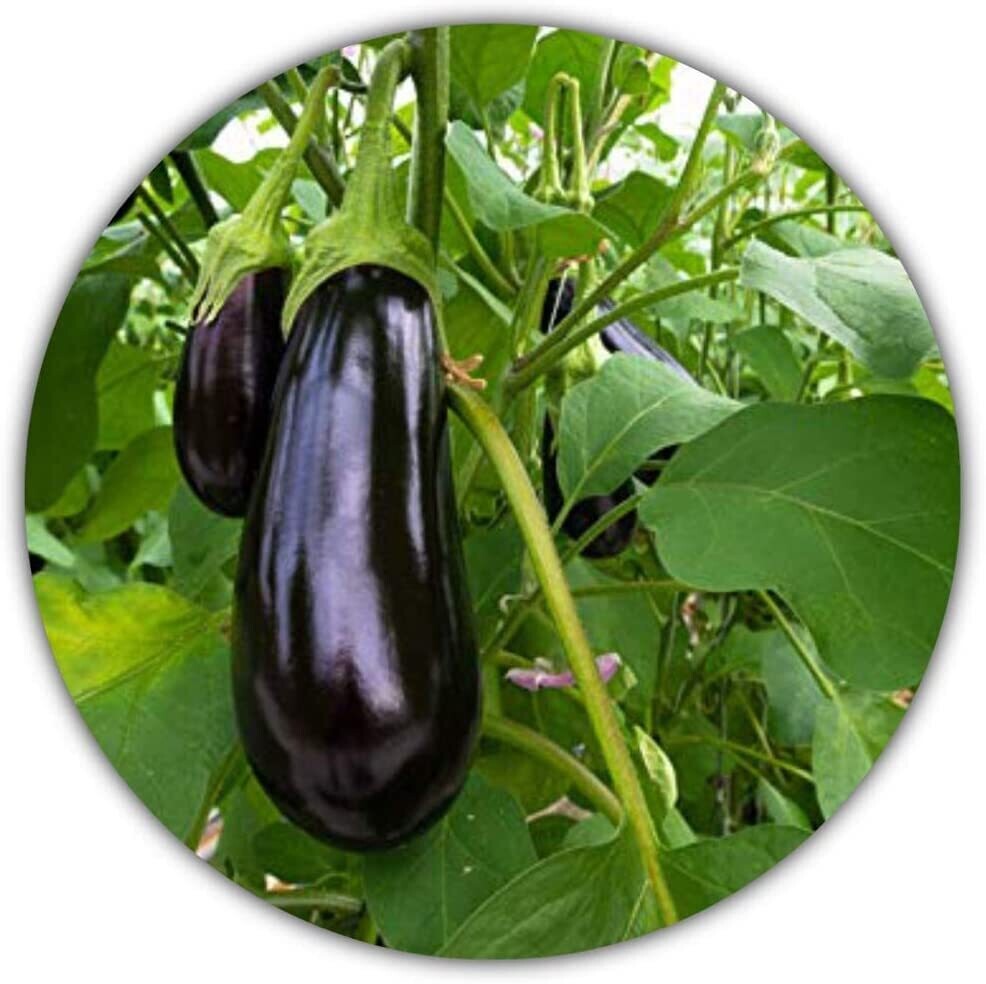 Aubergine - 50 Samen - Solanum melongena - guter Ertrag - Resistente Sorte