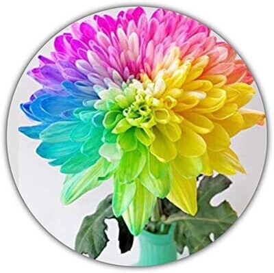 Regenbogen Chrysantheme - 50 Samen - Wunderbare Farbpracht - Ideal als Geschenk