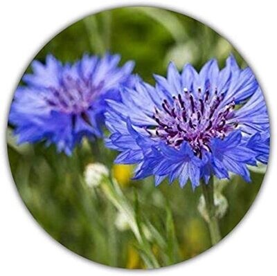 Kornblumen Samen - 50 Samen - Centaurea cyanus - Blaue bis Violette Blüten - Als Balkon- & Kübelpflanze