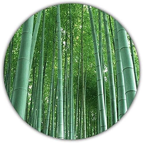 Riesenbambus - 50 Samen - schnelles Wachstum - winterharte Pflanze - Gartenpflanze