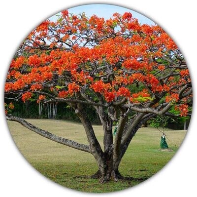 Flammenbaum/Flamboyant / 10 Samen/Blüten wie Flammenmeer/Delonix Regia/exotische Pflanze