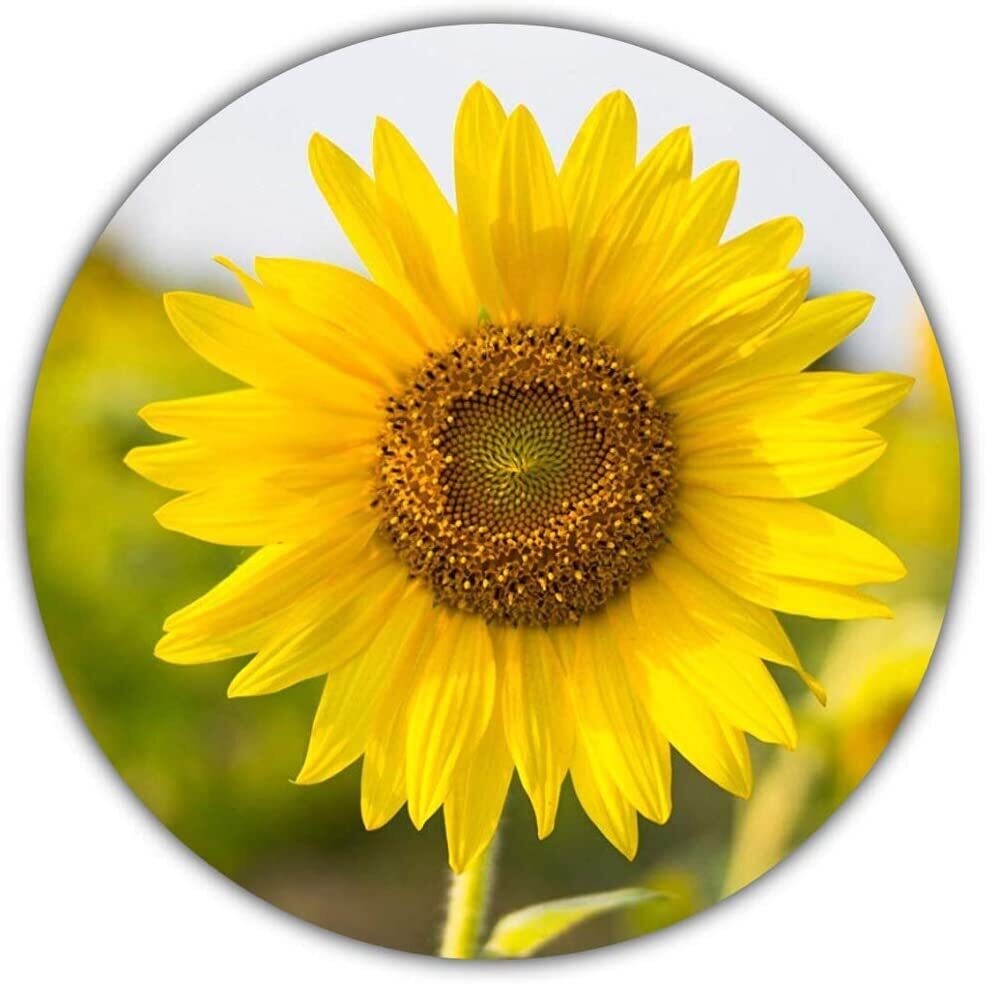 Sonnenblumen Samen/Helianthus annuus/ca. 50 Stück/Hingucker zum Selbstanbauen: gelb, gross