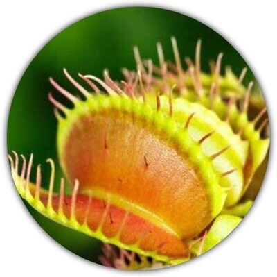 Venusfliegenfalle (Dionaea muscipula) / ca. 50 Samen/Insektenfressende Pflanze/Fleischfressende Pflanze/Pflanzensamen