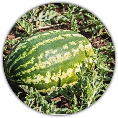 Riesen Wassermelone - 10 Samen - Saftig lecker