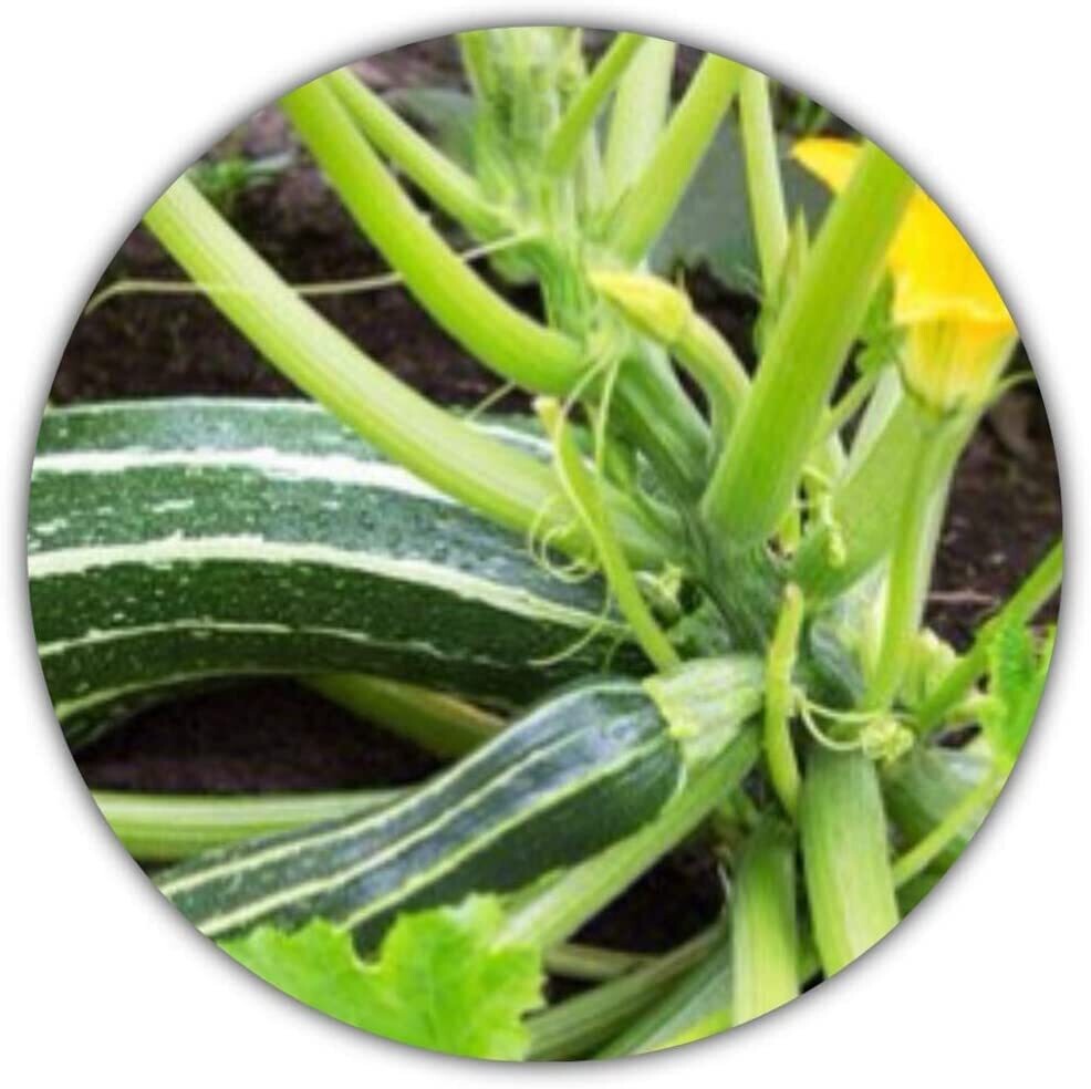 Zucchini /20 Samen/kalorienarm/vitaminreich/leicht anzubauen/Ertrag nach 3 Monaten