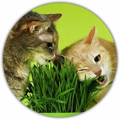 Katzengras Samen ca. 100 Stück / Avena sativa / Nahrung für die Katze / vitamin- und mineralstoffreich