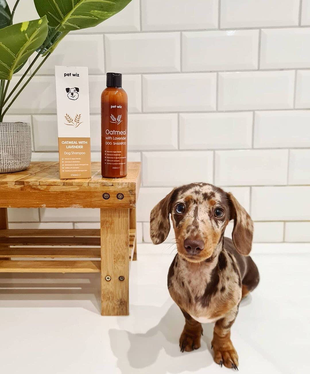 Dog Shampoo With Oatmeal &amp; Lavender