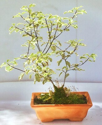 Bonsai di Pitosforo