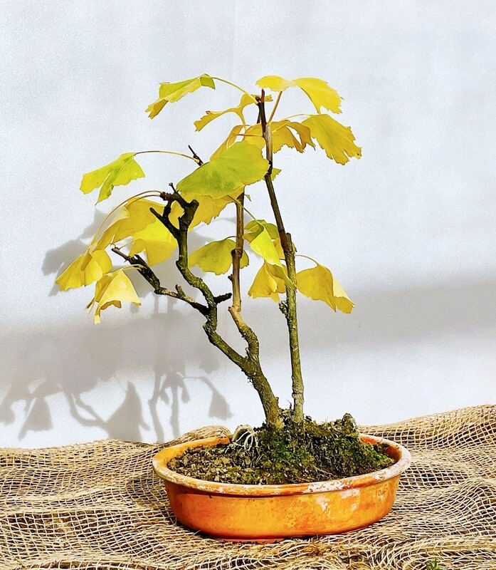 Bonsai di Ginkgo