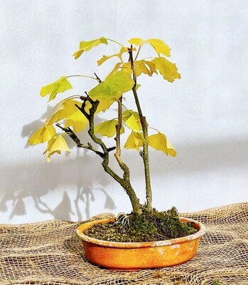 Bonsai di Ginkgo