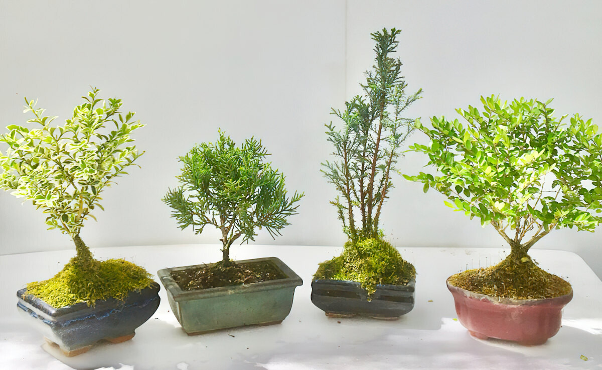 Combo Bonsai