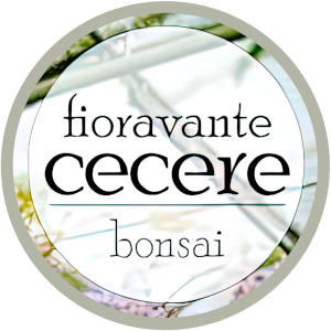 Centro Bonsai Fioravante Cecere Vivai