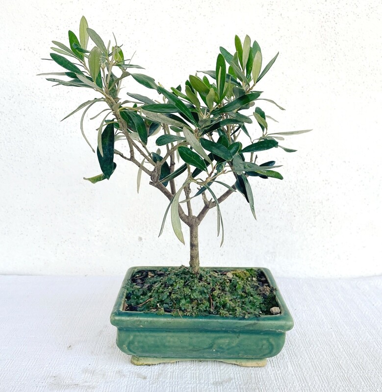 Bonsai di Ulivo piccolo