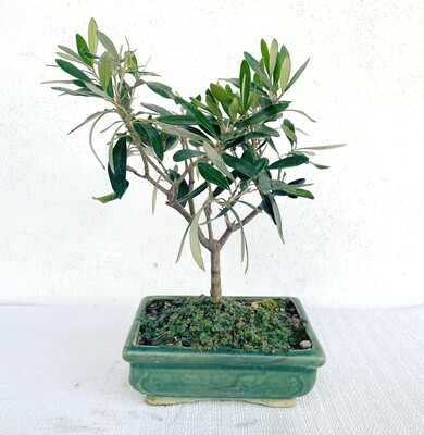 Bonsai di Ulivo