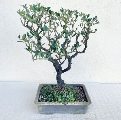 Bonsai di Olivastro