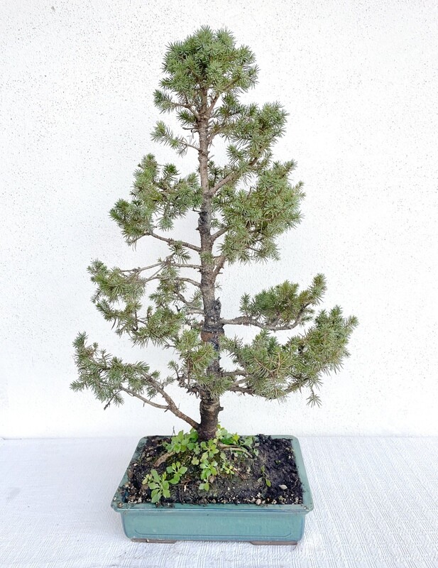 Bonsai di Abete