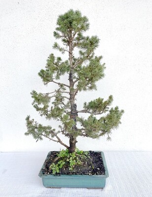 Bonsai di Abete