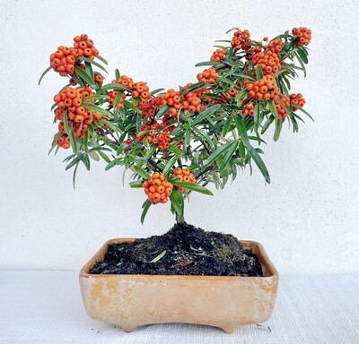 Bonsai di Piracanta