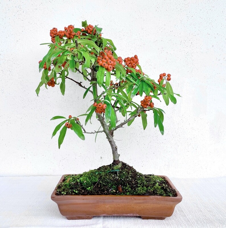 Bonsai di Piracanta alto